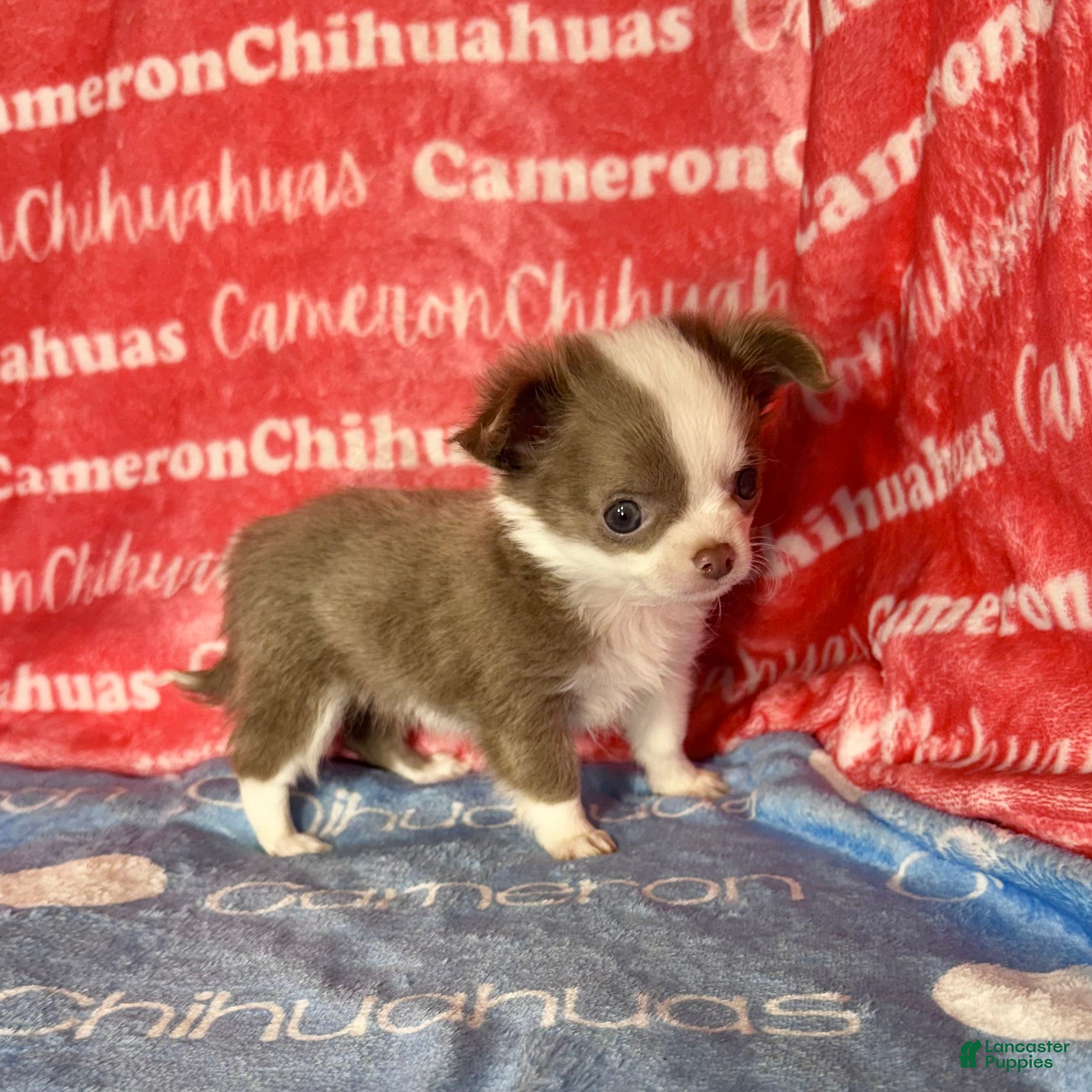 Chihuahua dogs for sale: Faline Micro Long Coat Lavender - Ad 1