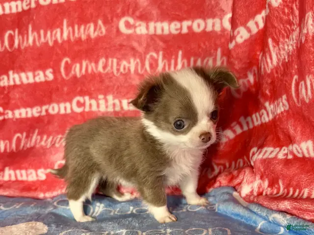 Chihuahua dogs for sale: Faline Micro Long Coat Lavender - Ad 1