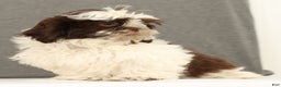 Shih Tzu dogs for sale: Elmo - Ad 8