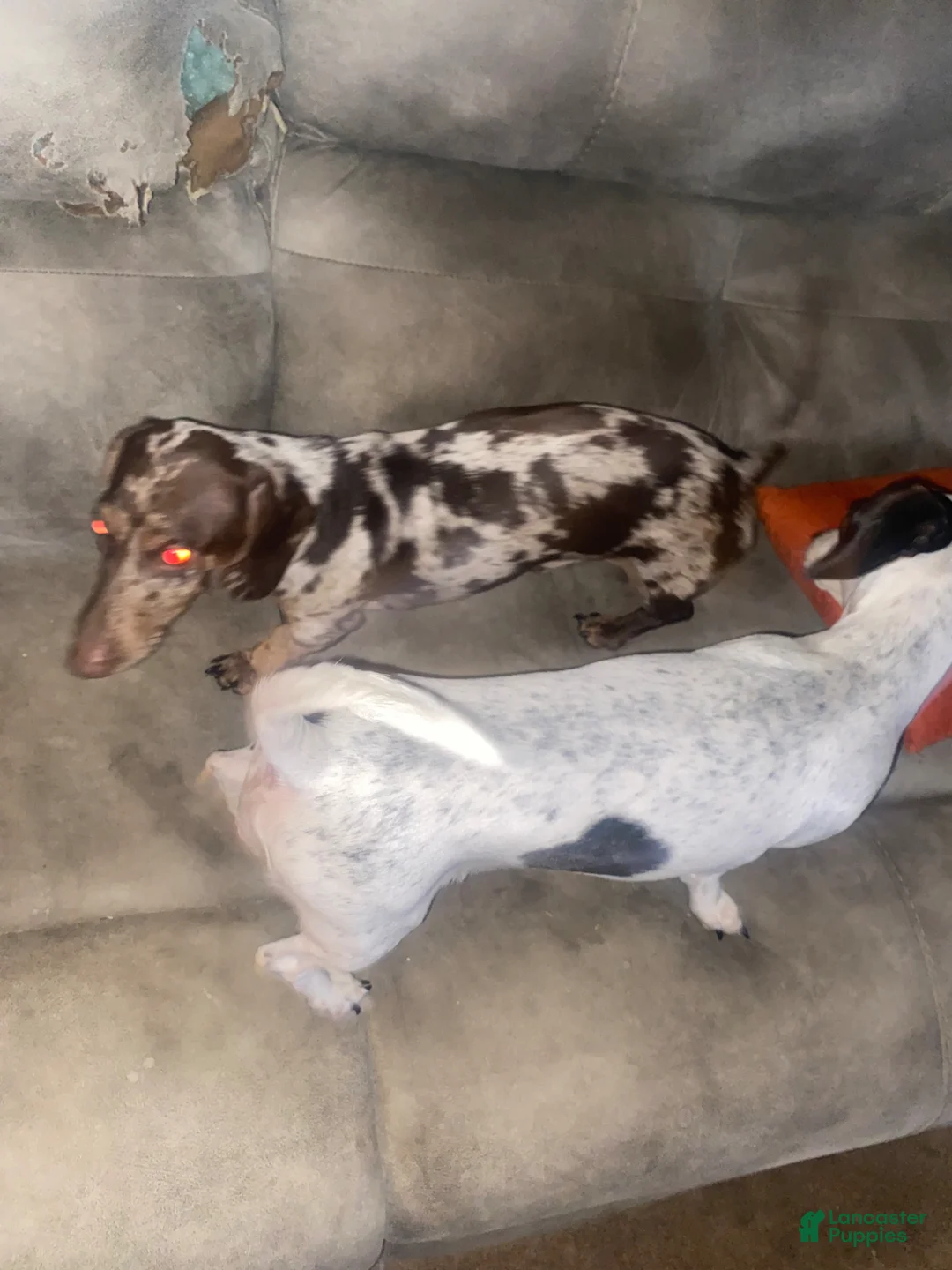 Dachshund dogs for sale: Dachshund Puppy 2 - Ad 5