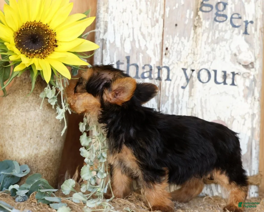 Morkie dogs for sale: Olive - Ad 2