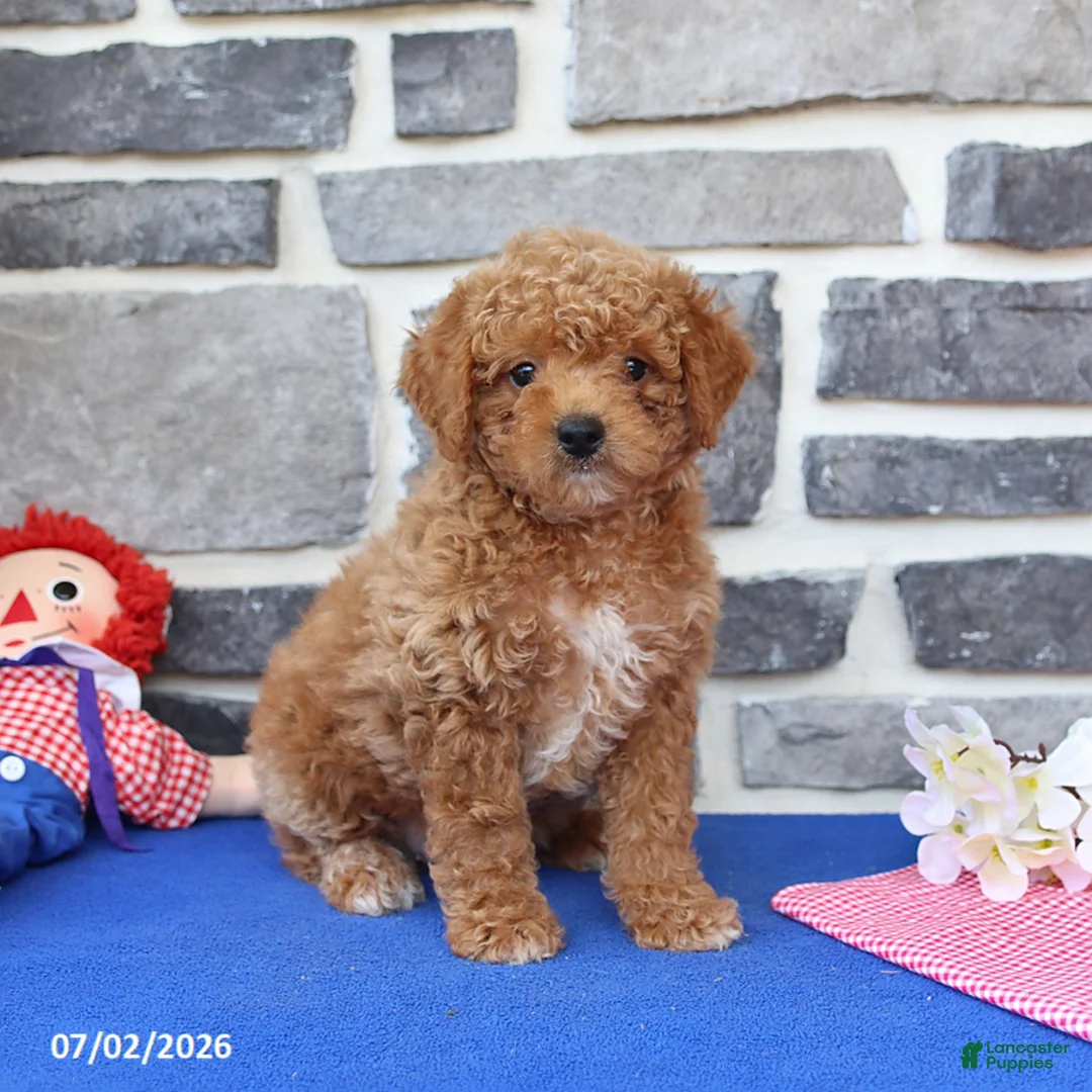 Mini Goldendoodle dogs for sale: Celia - Ad 1