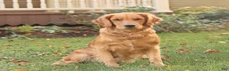 Golden Retriever dogs for sale: Dolly - Ad 6