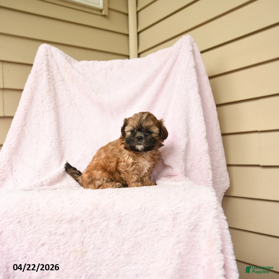 Bichpoo dogs for sale: Gingersnap - Ad 2
