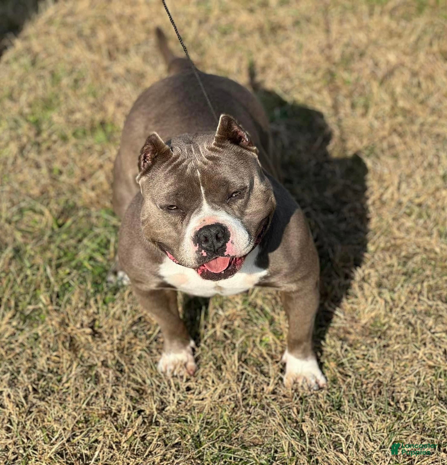 American Bully dogs American Bully Female “Nebula” - Ad 1