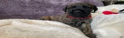 Mixed Breed dogs for sale: Red - Ad 1