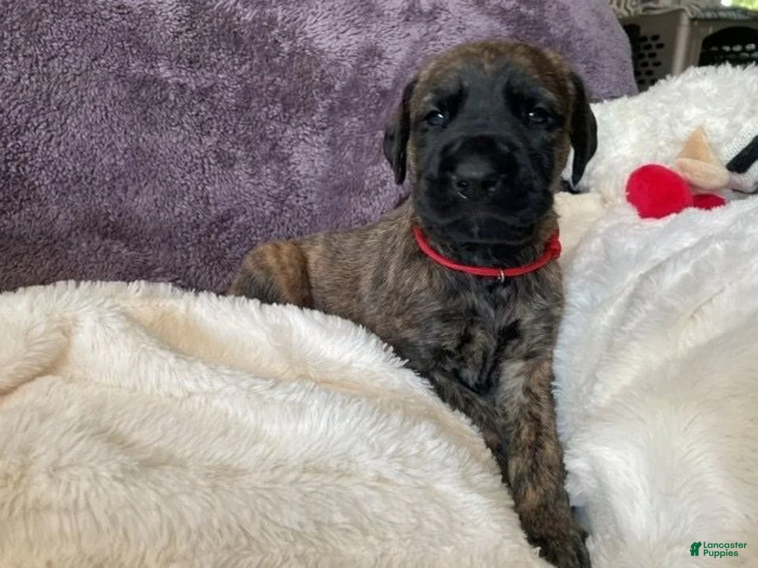 Mixed Breed dogs for sale: Red - Ad 1