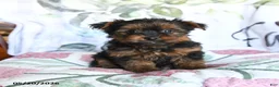 Yorkshire Terrier dogs for sale: Lena - Ad 1