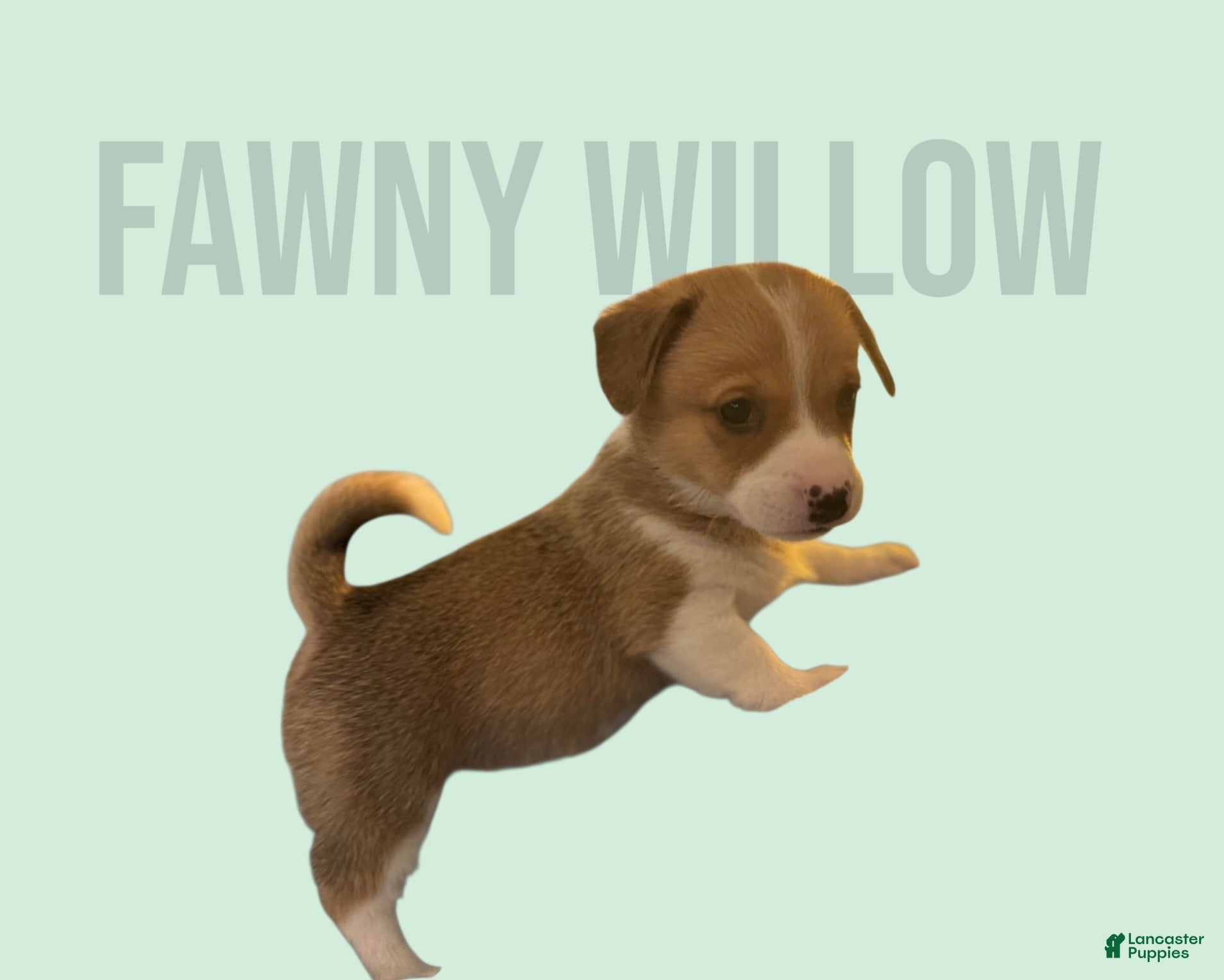 Mixed Breed dogs Fawny Willow - Ad 17