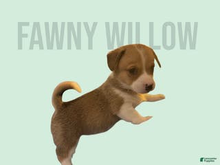 Mixed Breed dogs Fawny Willow - Ad 10