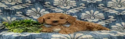 Cockapoo dogs for sale: Logen - Ad 7