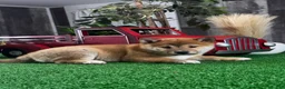 Shiba Inu dogs for sale: ILona - Ad 4
