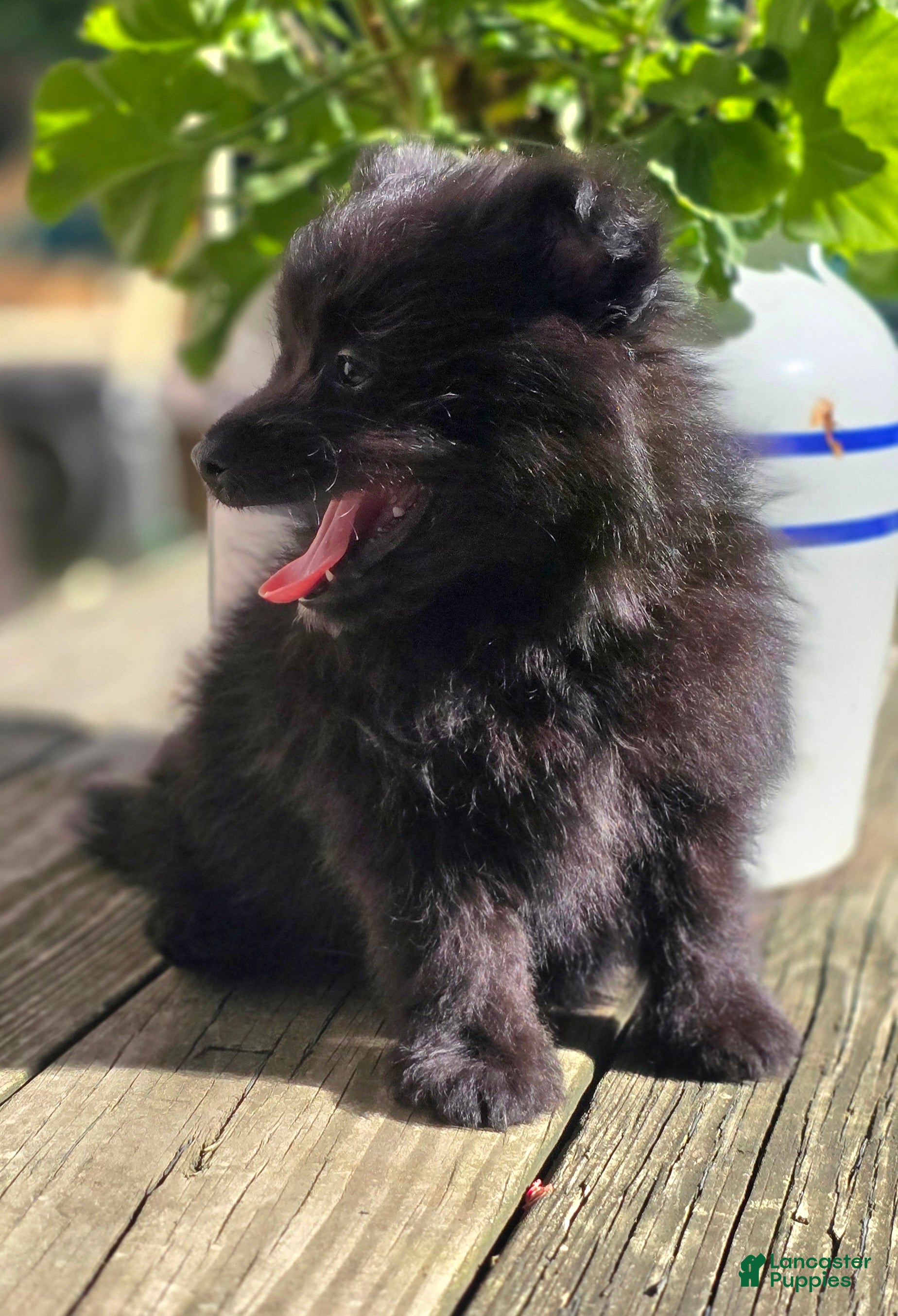 Pomapoo dogs Pomapoo 3 - Ad 2