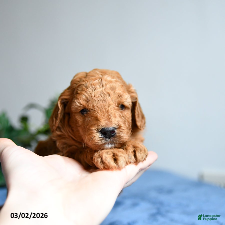 Cavapoo dogs Bo  - Ad 1