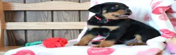 Rottweiler dogs for sale: Romeo - Ad 2
