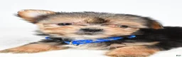 Morkie dogs for sale: Jeff teacup - Ad 4