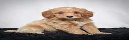 Mini Goldendoodle dogs for sale: Mr. Axel - Ad 4