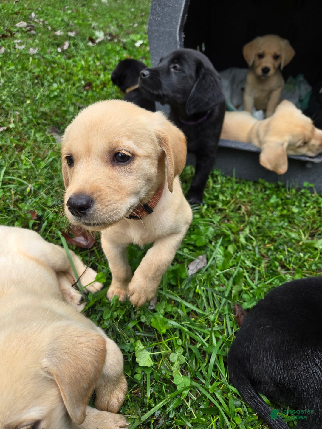 Goldador Puppies for sale in Lebanon, Pennsylvania Lancaster Puppies