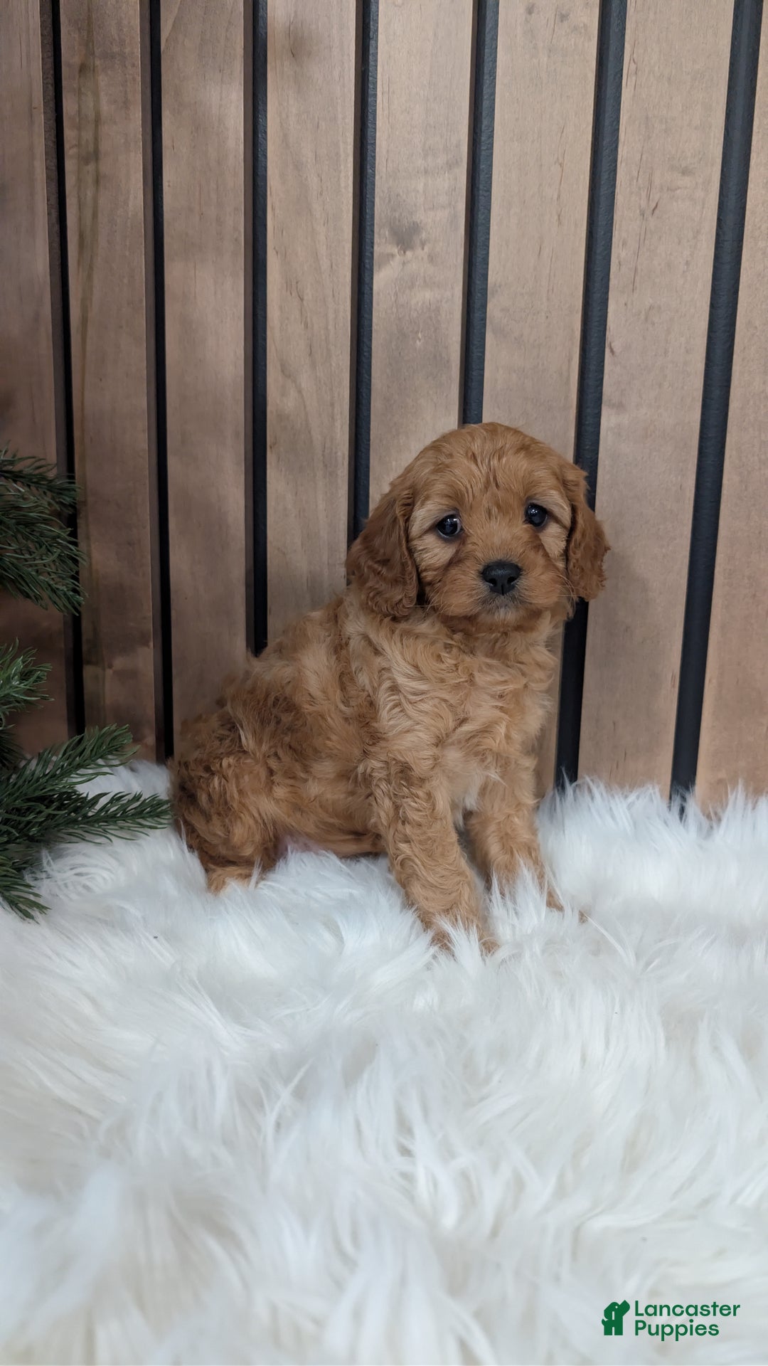 Cavapoo dogs for sale: Annika - Ad 4
