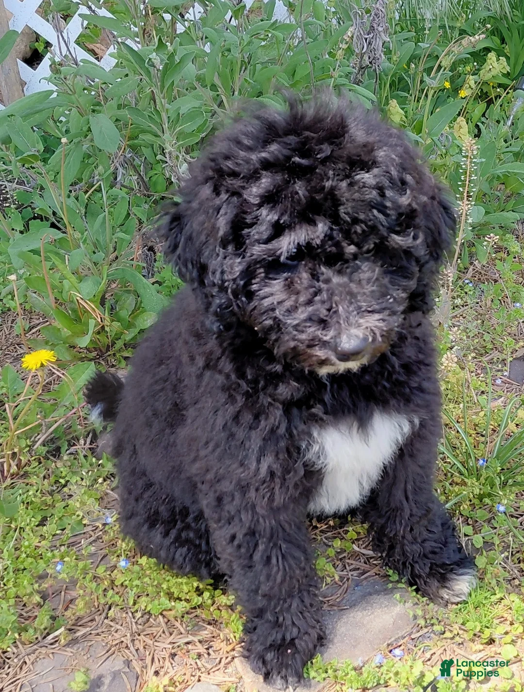 Double Doodle dogs for sale: Chelsea-Mountain Goldendoodle  - Ad 2