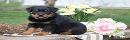 Rottweiler dogs for sale: Zayne - Ad 1