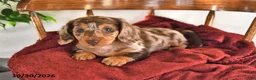 Miniature Dachshund dogs for sale: Buttons - Ad 4