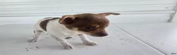 Chihuahua dogs for sale: Kendra - Ad 6
