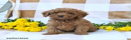 Cockapoo dogs for sale: Melody - Ad 3