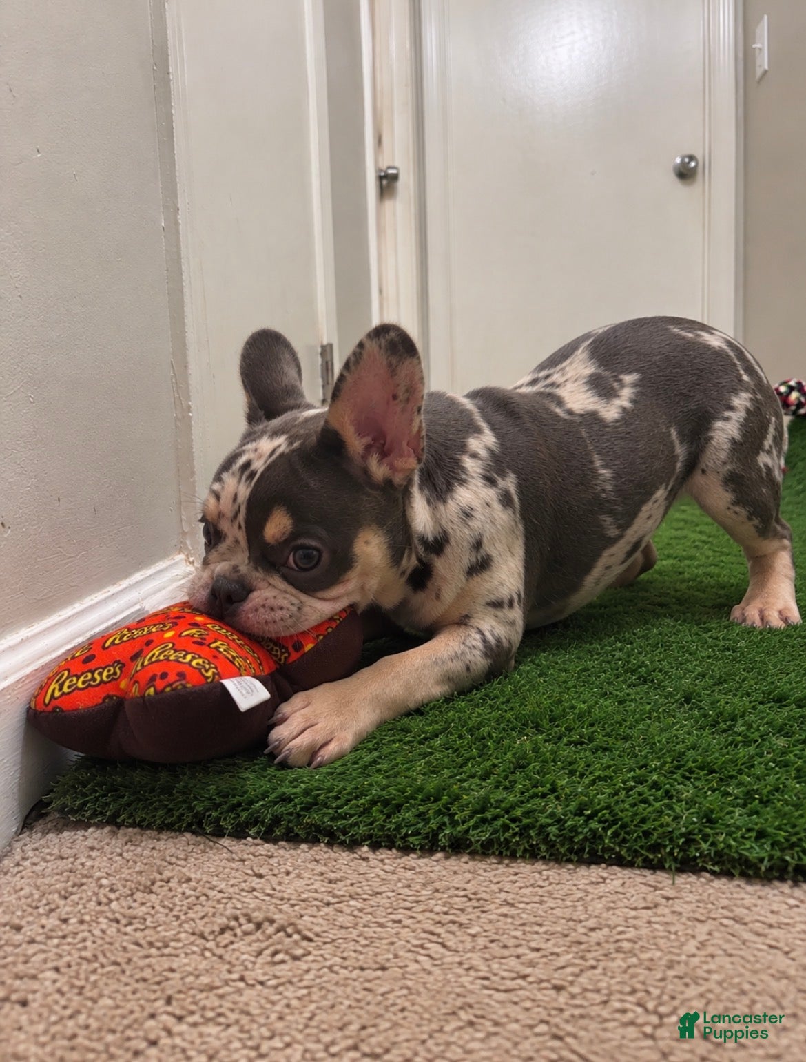 French Bulldog dogs French Bulldog 1 - Ad 2