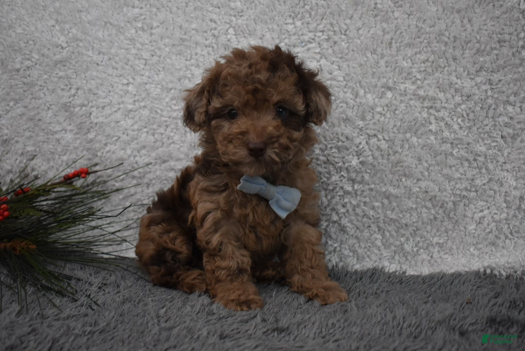 Toy Poodle dogs for sale: Toy Poodle Puppy 1 - Ad 2