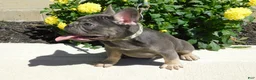 French Bulldog dogs for sale: French Bulldog 1 - Ad 11