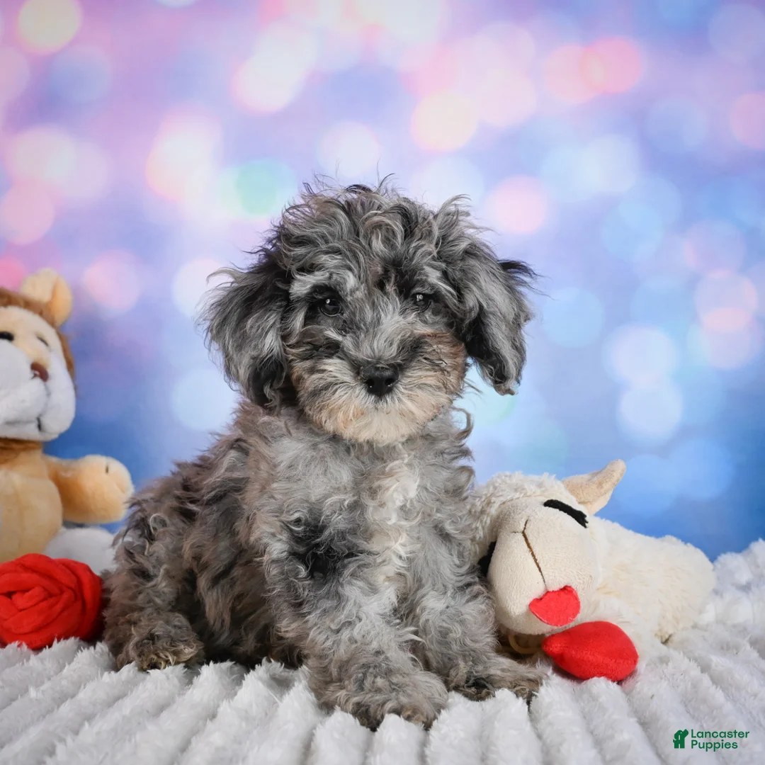 Miniature Poodle dogs for sale:  Punk - Ad 1