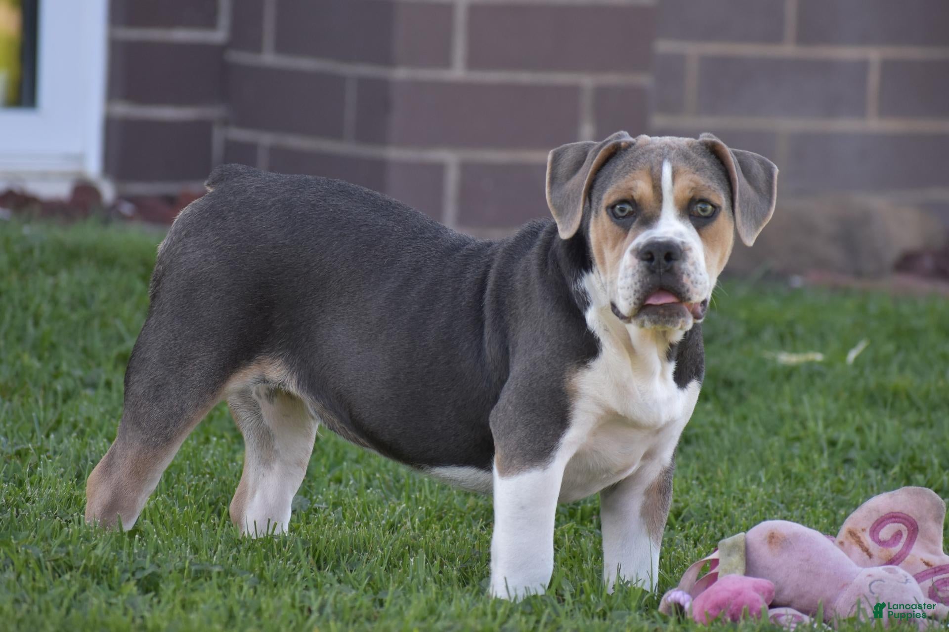Beabull dogs Everret - Ad 1