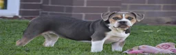 Beabull dogs for sale: Everret - Ad 1