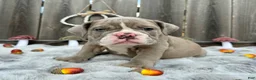 English Bulldog dogs for sale: Maraika - Ad 4