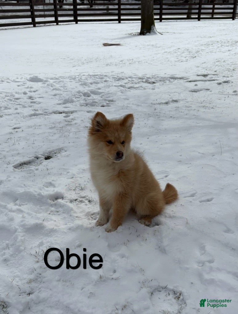 Siberian Husky dogs Siberian Husky Puppy 2 - Ad 1