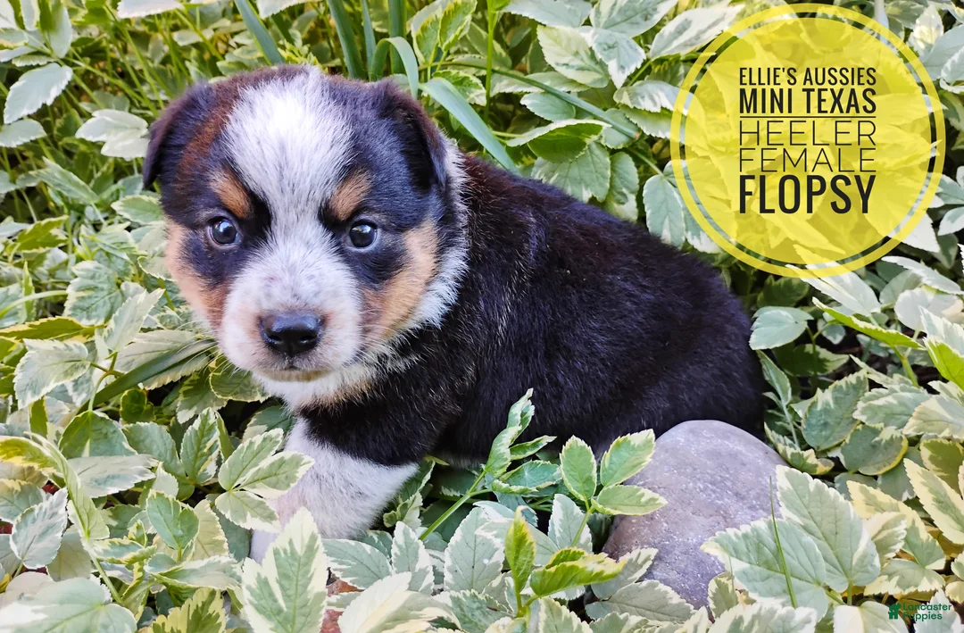 Mixed Breed dogs for sale: Flopsy - Ad 2