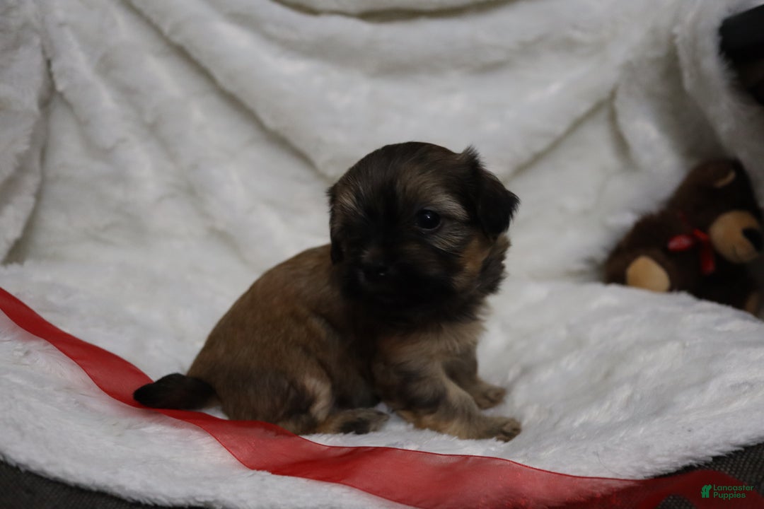 Havanese dogs for sale: Honey - Ad 4