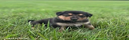 Mixed Breed dogs for sale: Maverick - Ad 5