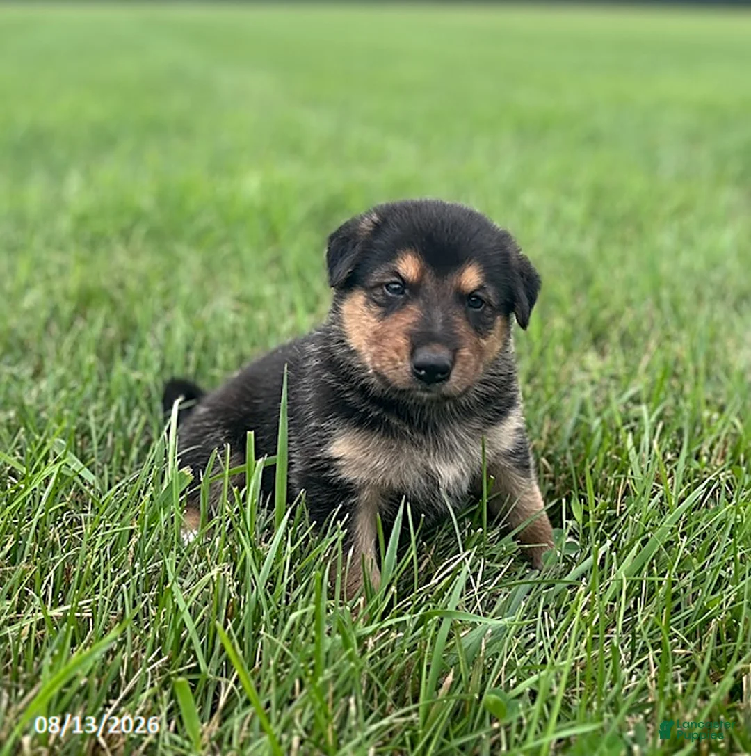 Mixed Breed dogs for sale: Maverick - Ad 5