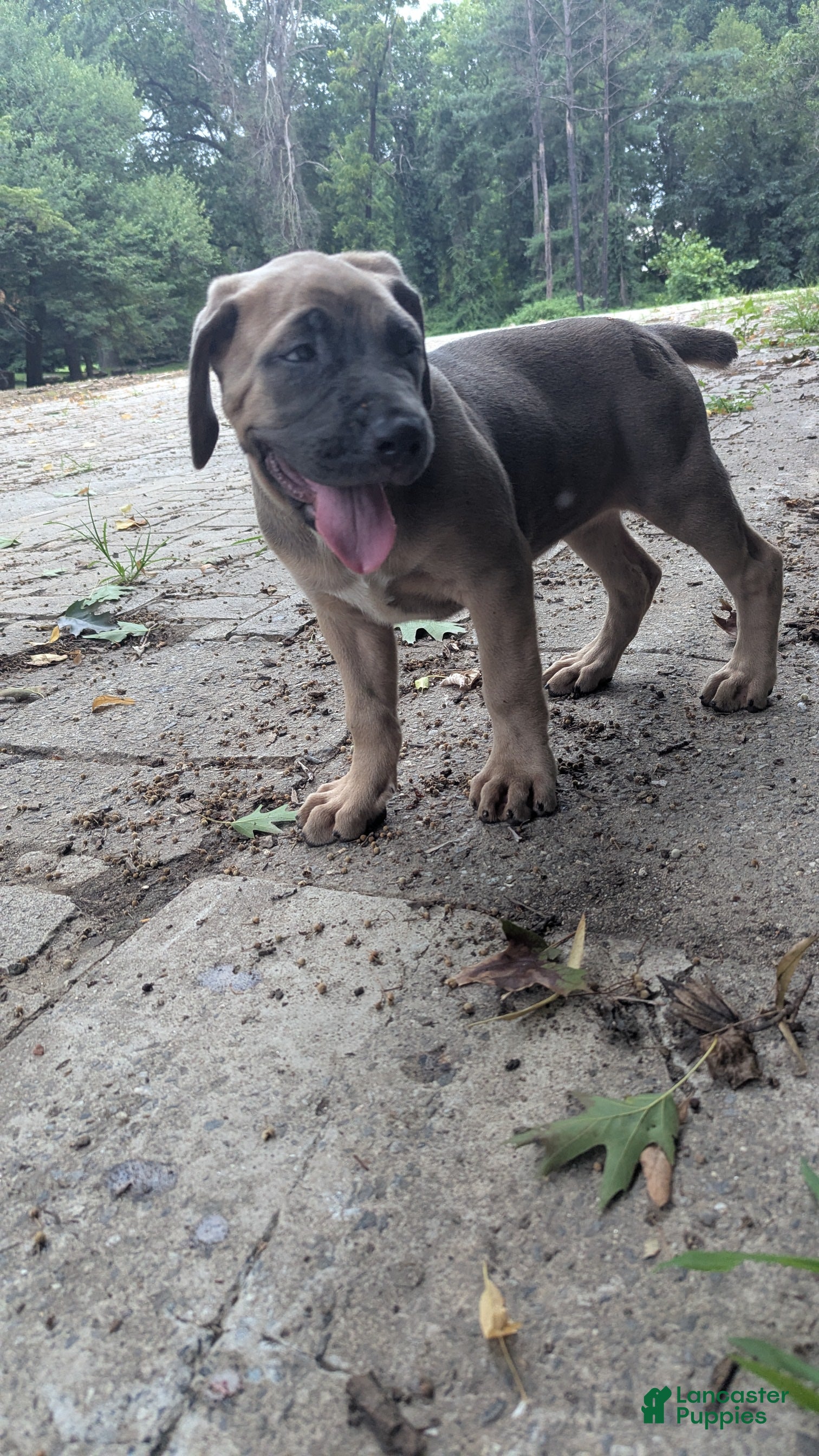 Cane Corso dogs Aries  - Ad 2