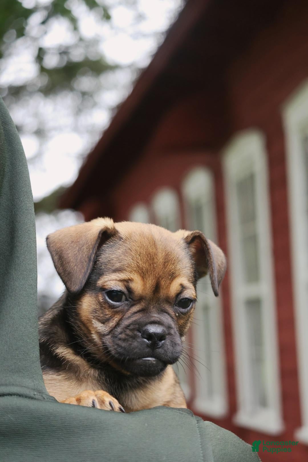 Buck