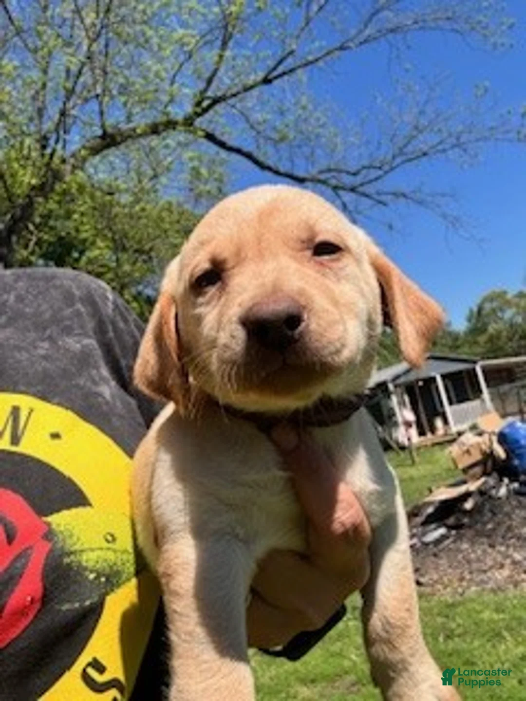 Labrador Retriever dogs for sale: Purple Collar Female - Ad 2