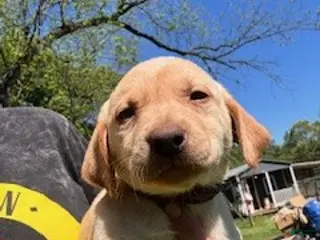 Labrador Retriever dogs Purple Collar Female - Ad 33