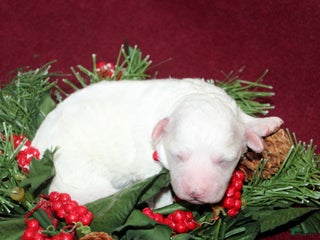 Bichon Frise dogs Vonny - Ad 23