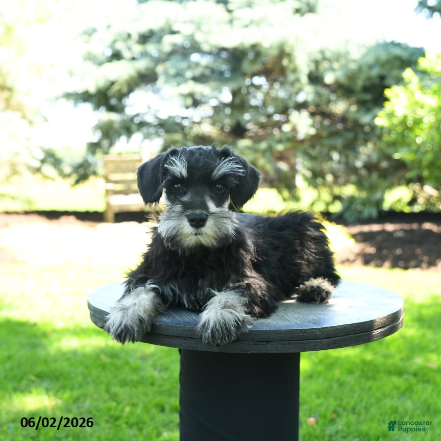 Miniature Schnauzer dogs Jasmine - Ad 2