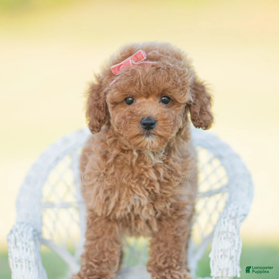 Toy Poodle dogs for sale: Candy apple - Ad 6