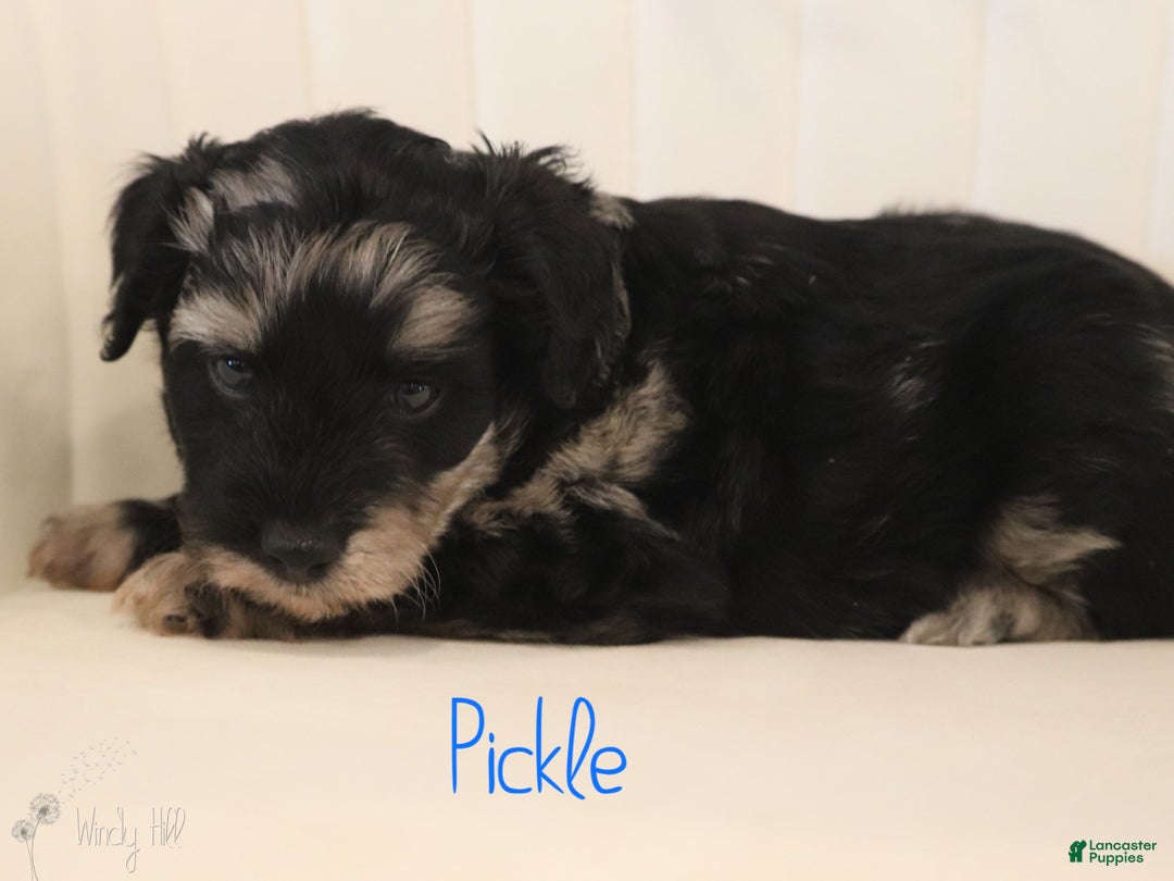 Mini Aussiedoodle dogs for sale: Pickle - Ad 2
