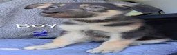 German Shepherd dogs for sale: German Shepherd 2 - Ad 3