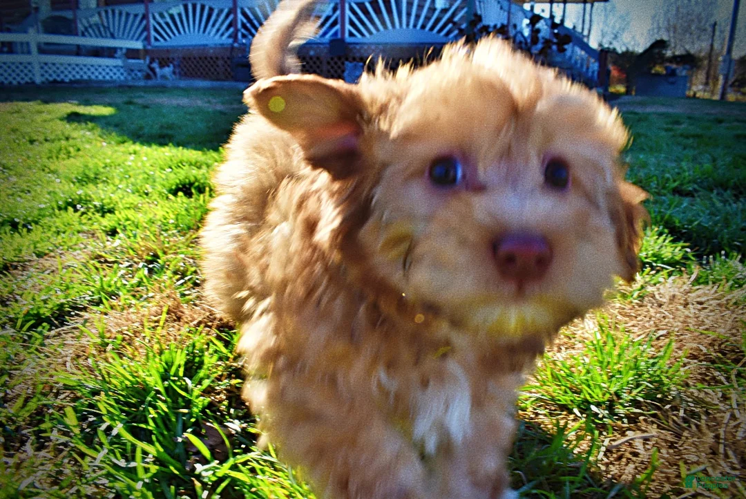 Havapoo dogs for sale: Scout - Ad 13